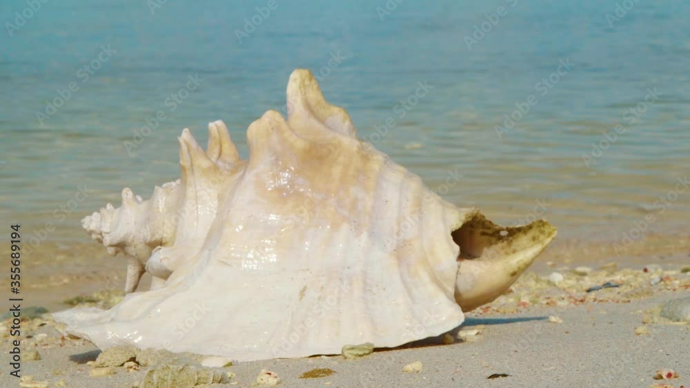 A Beautiful Empty Conch Washed Ashore On A Calm Beach In Bonaire. - close up shot A Beautiful Empty Conch Washed Ashore On A Calm Beach In Bonaire. - close up shot