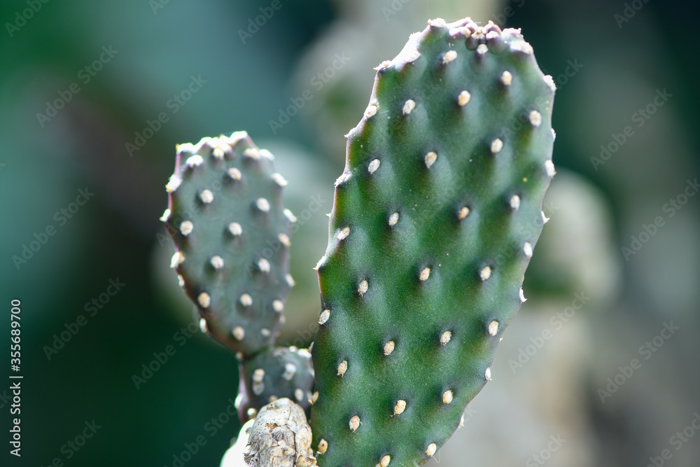 cactus close up cactus close up