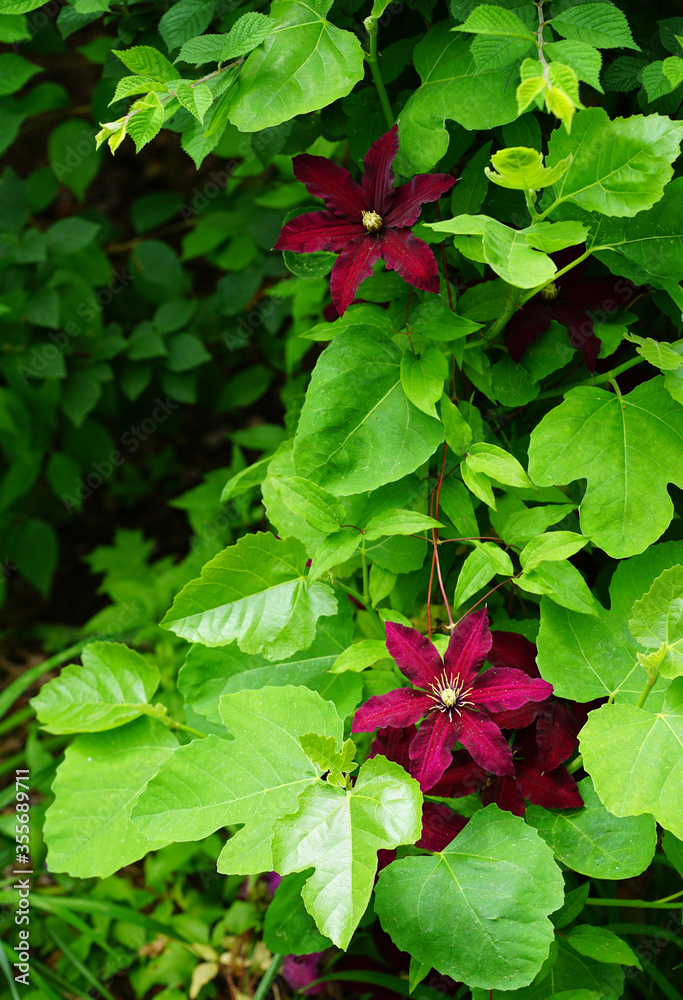 Dark purple single clematis flower on the vine Dark purple single clematis flower on the vine
