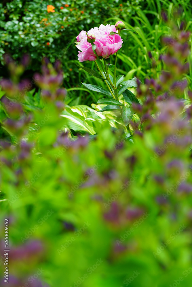Fragrant herbaceous pink peony flower in bloom Fragrant herbaceous pink peony flower in bloom