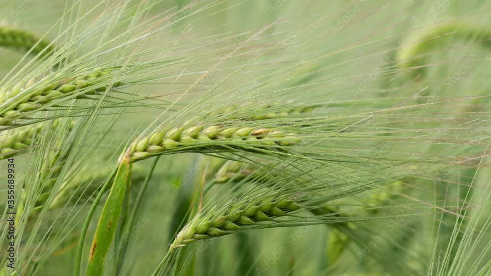 Field of green wheat at sunny cloudy summer time. Crop plants swinging in summer breeze. Agriculture harvest grove. Agricultural growth and farming concept. Field of green wheat at sunny cloudy summer time. Crop plants swinging in summer breeze. Agriculture harvest grove. Agricultural growth and farming concept.
