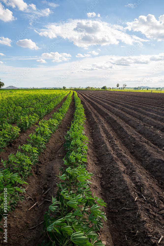 Rows of soil before planting and Rows of young cassava plant in countryside farmland . Baby cassava or manioc plant farm pattern in a plowed field prepared. 