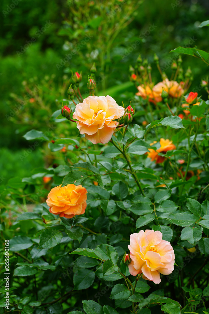 Apricot orange rose flower growing in the garden Apricot orange rose flower growing in the garden