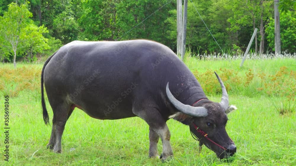 Black buffalo stands on the banks of the Botswana River with green grass, wildlife scenes from nature, large animals in the habitat. Black buffalo stands on the banks of the Botswana River with green grass, wildlife scenes from nature, large animals in the habitat.