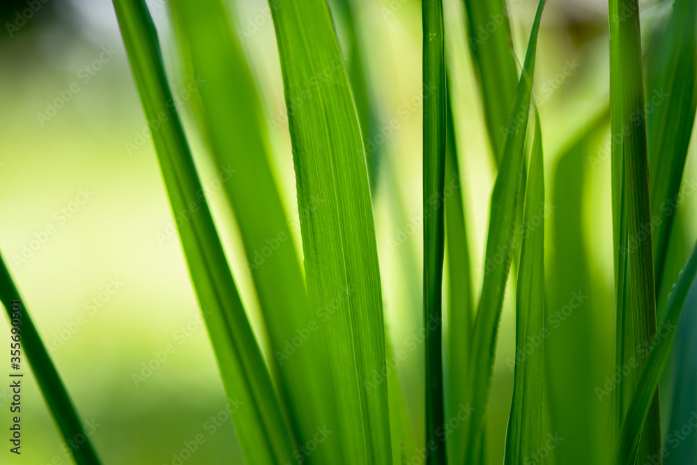 Green grass background with blurred wind effect Green grass background with blurred wind effect