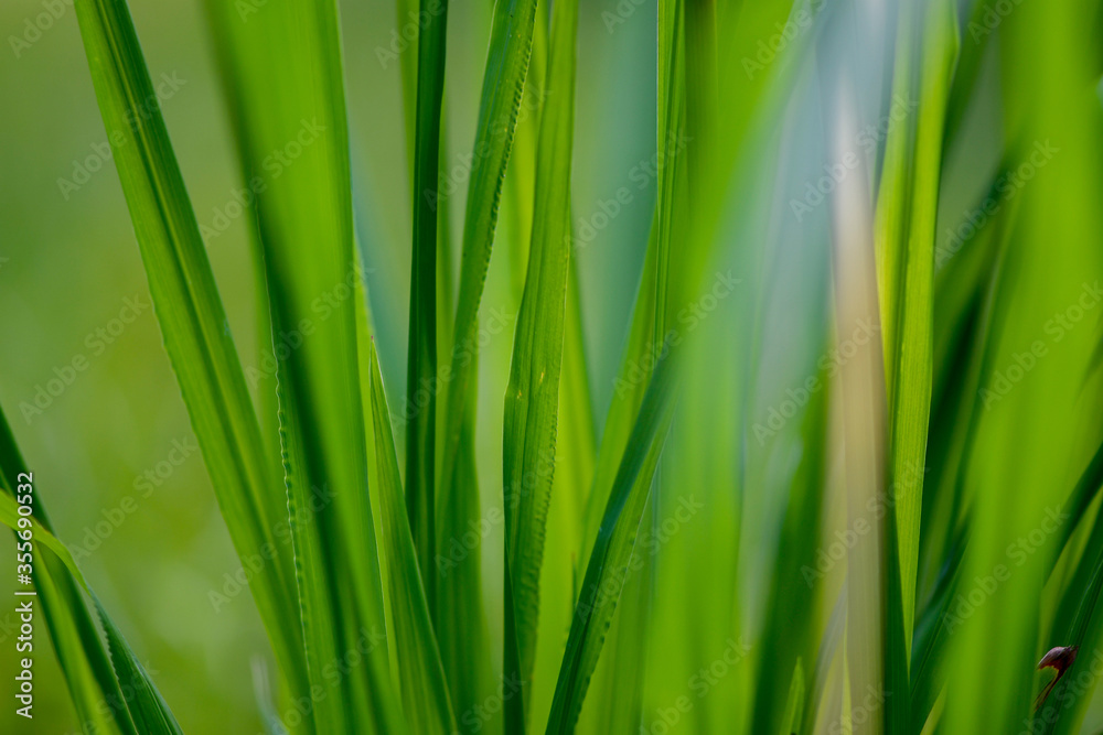 Green grass background with blurred wind effect Green grass background with blurred wind effect