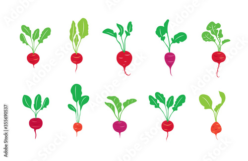 radish vector illustration