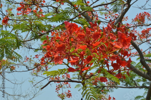 Red flower