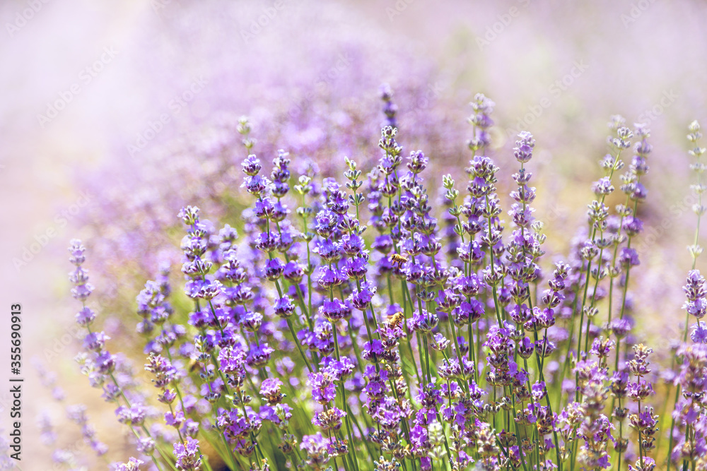 Naklejka premium Beautiful colorful Lavender on a field in Provence, France 