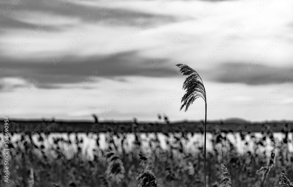 Obraz premium Close up of reed with lake and mountain in background