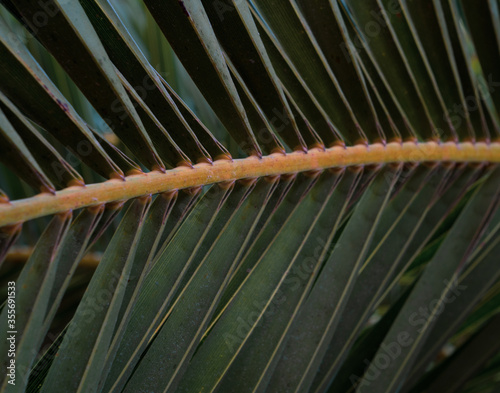 Coconut palm leaf close up for background