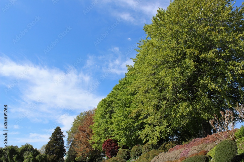 Fresh new leaves grow on branches of trees with a blue sky 