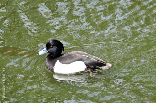Black and white duck on the pond