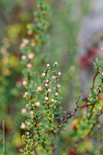 leavs and buds on branch