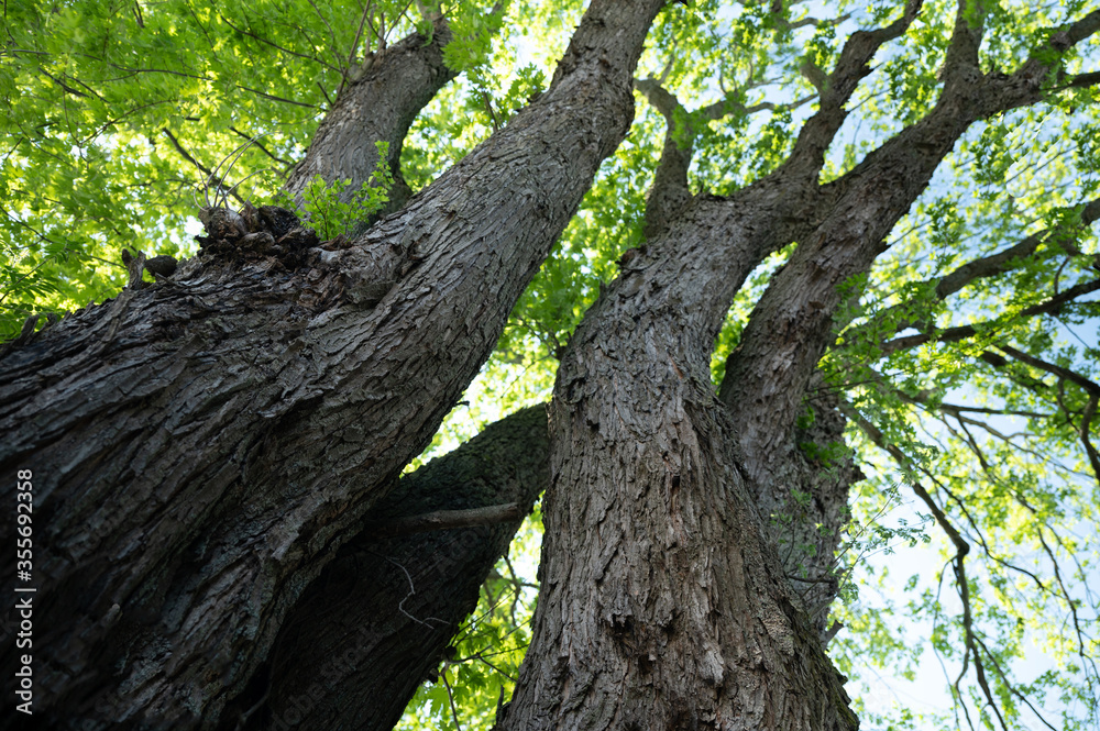 Majestic maple tree