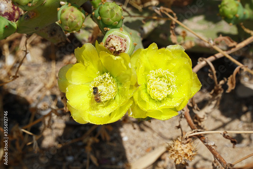 Two yellow floers of the prickly pear or opuntia robusta with a bee collecting pollen from the flowers photo