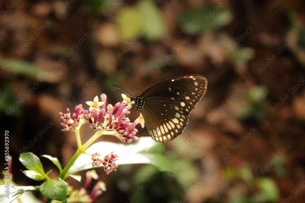 Obraz premium butterfly on flower