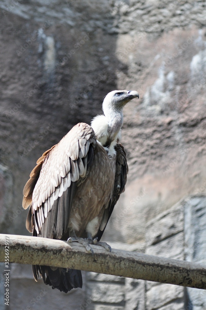 The white headed vulture is a large and predatory bird