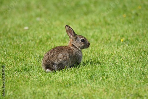 Small baby rabbit or kit