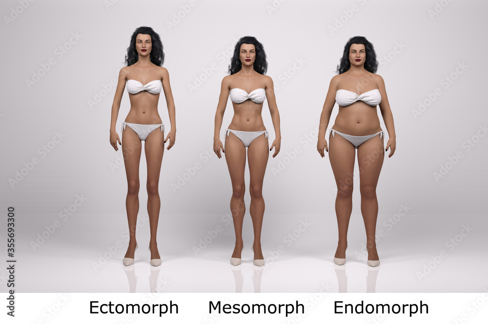 Ectomorph, Mesomorph, Endomorph Female - Small, Medium, Large Body Frame  Stock Illustration - Illustration of mesomorph, anatomyanthropometry:  118419326