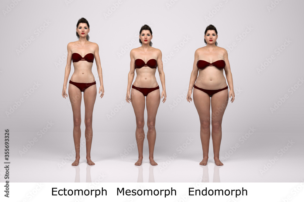 3D Render : standing female body type illustration : ectomorph (skinny  type), mesomorph (muscular type), endomorph(heavy weight type), Front View  ilustración de Stock | Adobe Stock