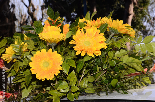 Beautiful Yellow Flowers  Himachal Pradesh India