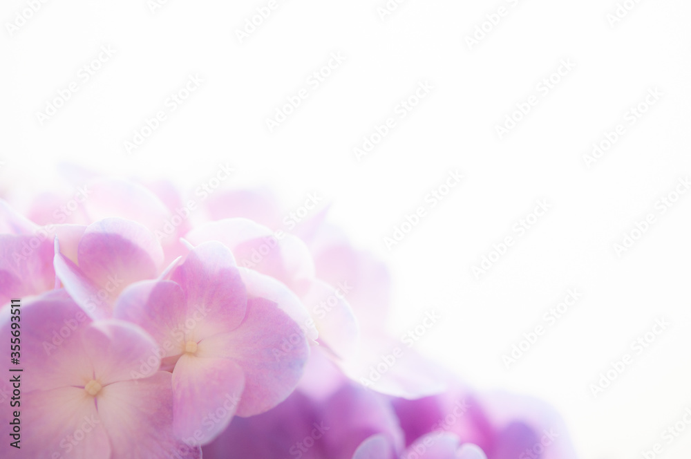 紫陽花の花 クロースアップ 白背景 右にコピースペース 紫陽花の花 クロースアップ 白背景 右にコピースペース