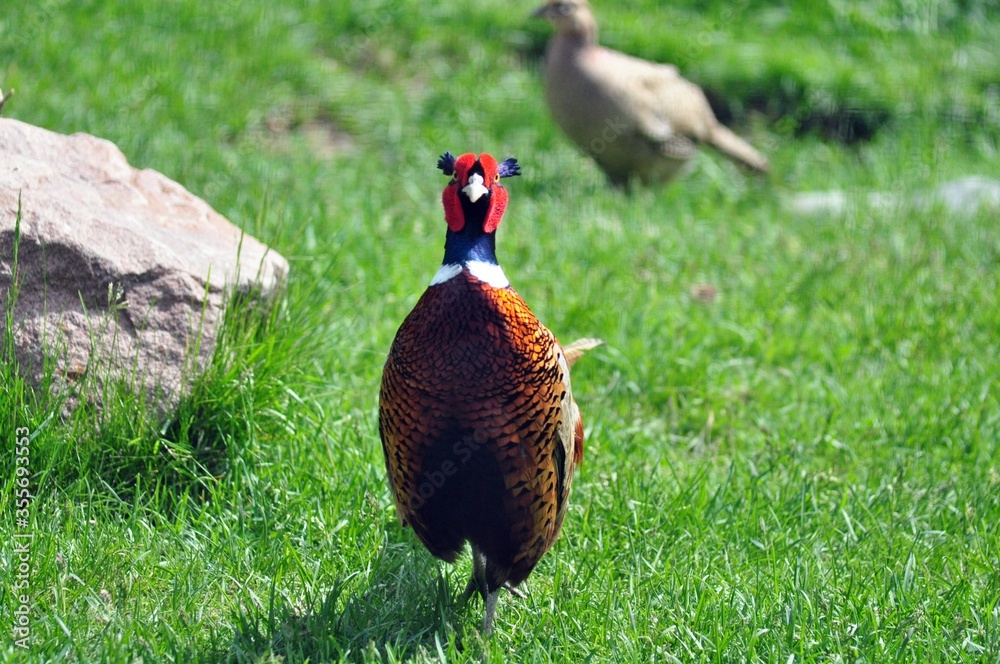 Fototapeta premium Common pheasant walks on the grass past a stone
