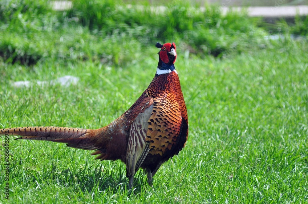 Fototapeta premium Common pheasant stands on the grass