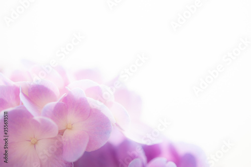 Fototapeta Naklejka Na Ścianę i Meble -  紫陽花の花 クロースアップ  白背景 右にコピースペース