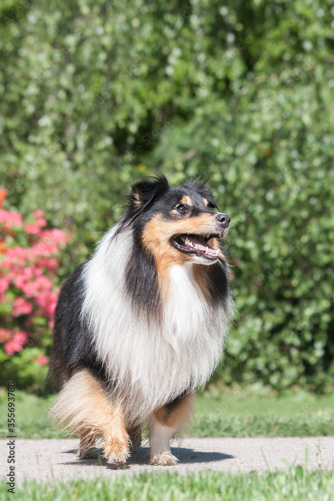 Adorable tricolor sheltie dog standing outside at a park