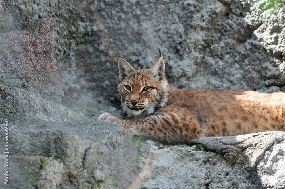 Obraz premium The lynx hides from the sun in the shadow of a rock