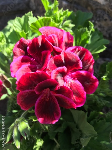 red dahlia flower