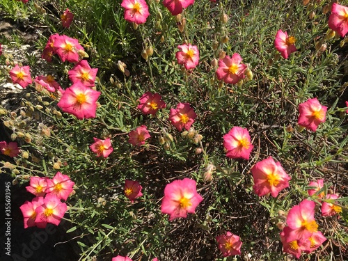 pink flowers with yellow centre
