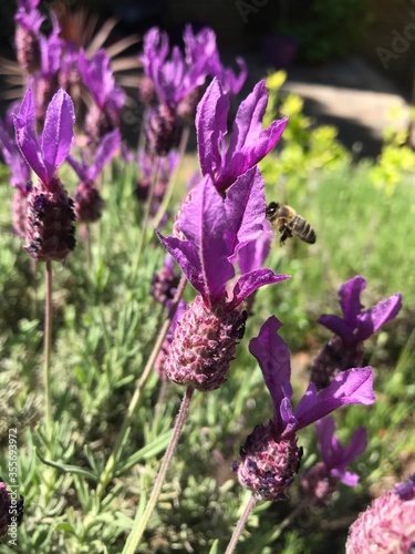 purple lavender flower with a bee flying nearby