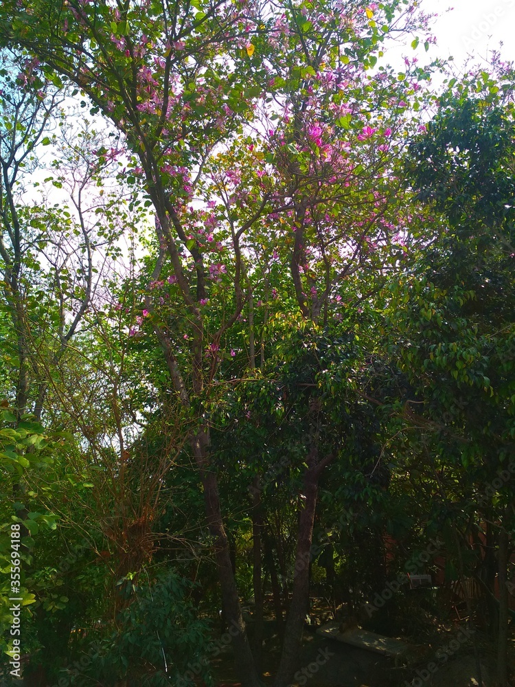 Fototapeta premium Pink Flower Tree