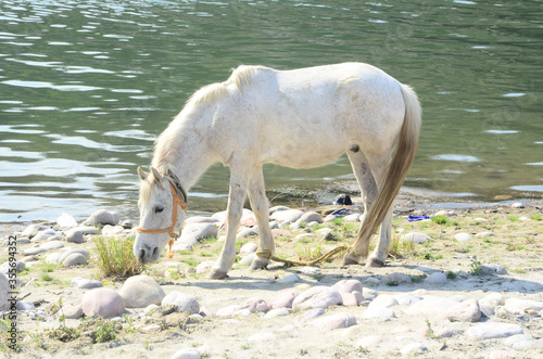  Horse Beside the Shoreline in Himachal Pradesh India