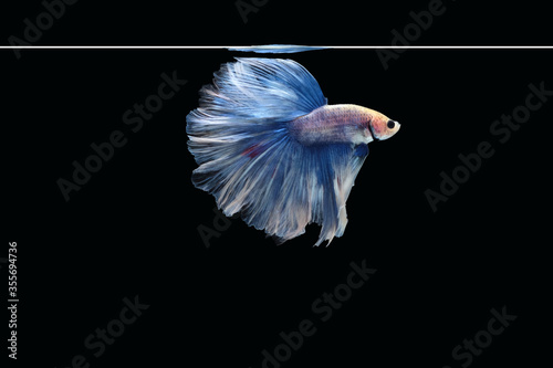 Side view of betta siamese fighting fish (Giant Halfmoon Rosetail in white blue color combination) isolated on black background