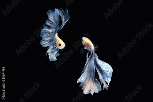 Two dancing of betta siamese fighting fish (Giant Halfmoon Rosetail in white blue color combination) isolated on black background © miniartkur