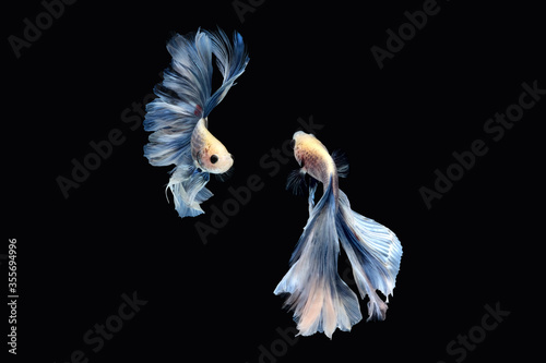 Two dancing of betta siamese fighting fish (Giant Halfmoon Rosetail in white blue color combination) isolated on black background photo