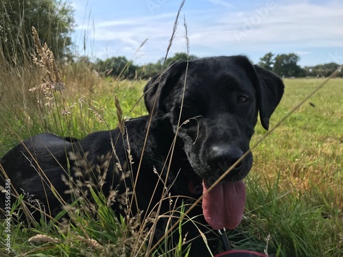 black labrador retriever
