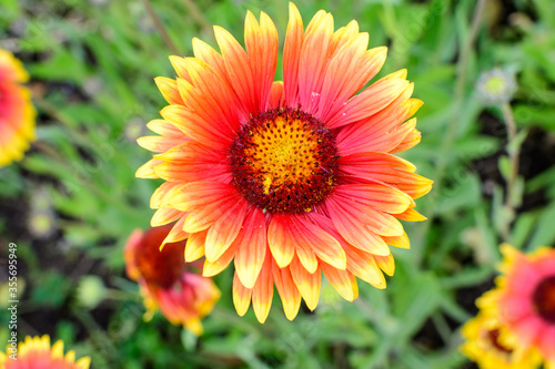 Top view of one vivid yellow and red Gaillardia flower  common name blanket flower   and blurred green leaves in soft focus  in a garden in a sunny summer day  beautiful outdoor floral background.