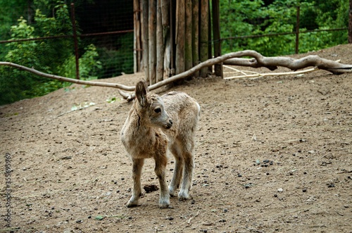 small ibex in zoo
