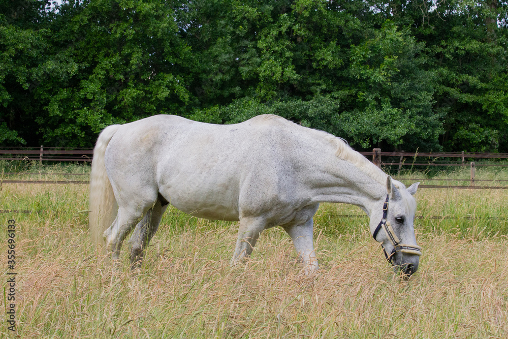 White horse grazing on a pasture II White horse grazing on a pasture II