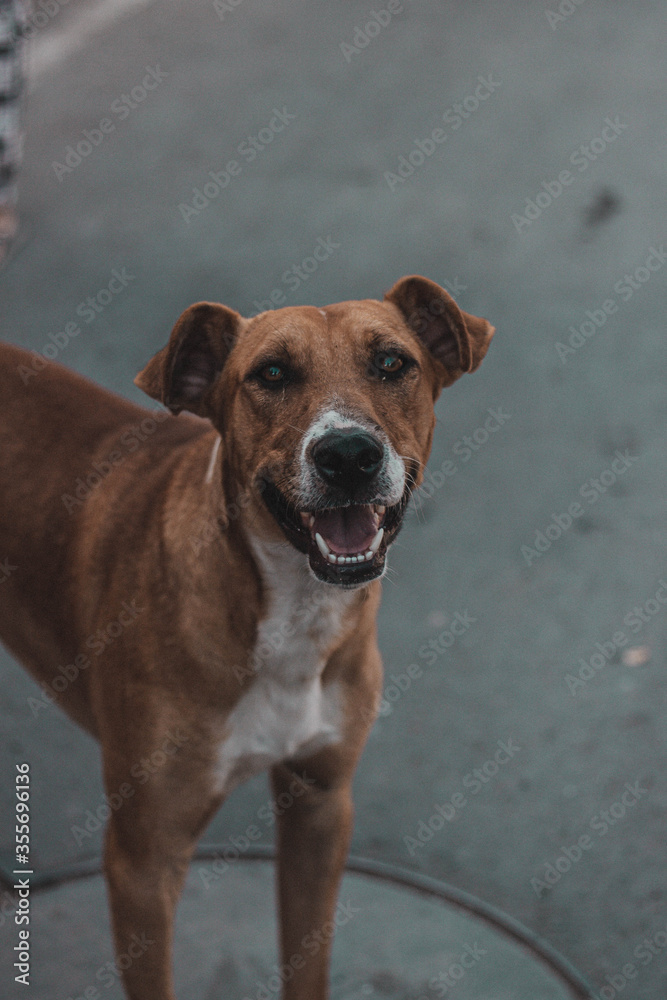 Dog on street