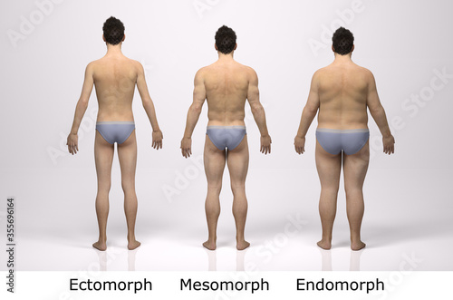 3D Render : the portrait of standing male body type : ectomorph (skinny type), mesomorph (muscular type), endomorph(heavy weight type), Back View photo