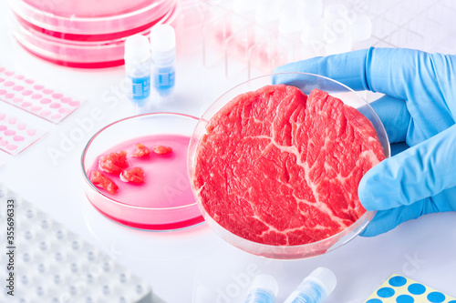 Hand in glove hold meat sample in plastic cell culture dish in modern laboratory or production facility. Clean cell-based meat concept. Muscle and connective tissue cultured from animal cells.
