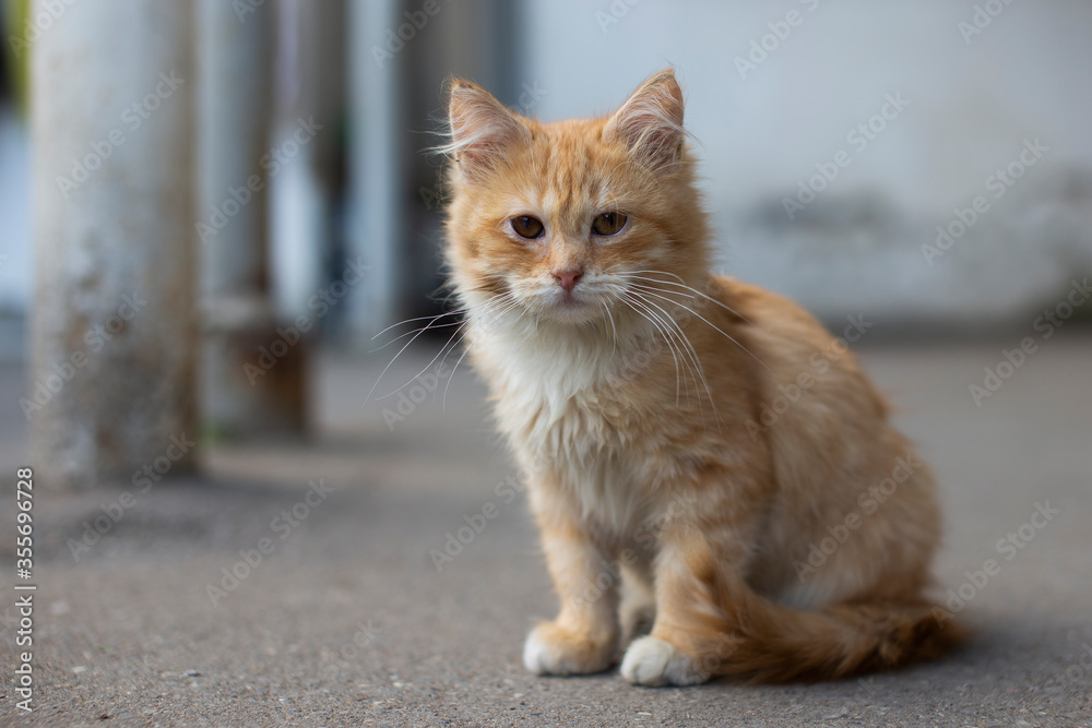 Homeless red cat on the street