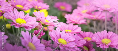 Beautiful pink chrysanthemum