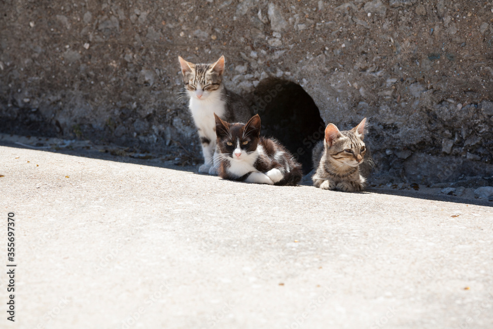 three feral kittens outside the hole in which they have made their home. located in the fishing town of Peniche Portugal three feral kittens outside the hole in which they have made their home. located in the fishing town of Peniche Portugal